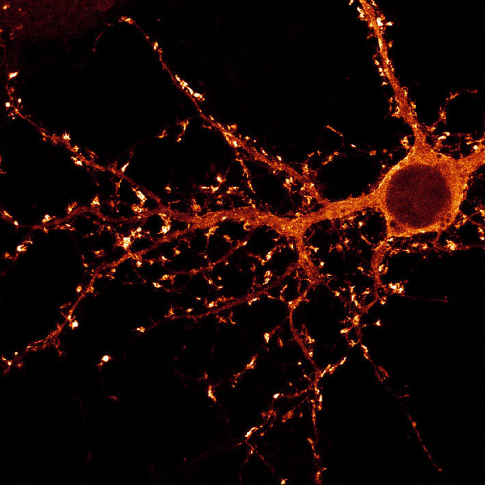 Neuron © D. Choquet (CNRS)