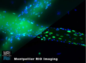 Gilles Carnac, Laboratoire Muscle et pathologies (ERI25), Montpellier