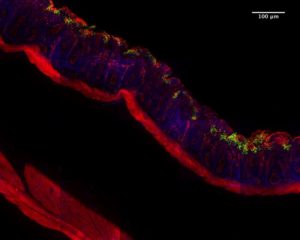 © Ellen T. Arena (Pasteur)