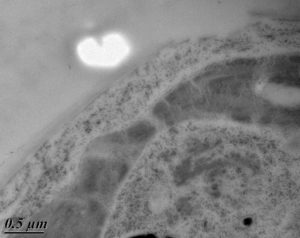 © PETREL Melina - Bordeaux Imaging Center - CNRS, Inserm, université Bordeaux Segalen