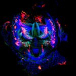 © Olga Nagy – Institute Jacques Mondod, CNRS, Drosophila Evolution Group - ImagoSeine