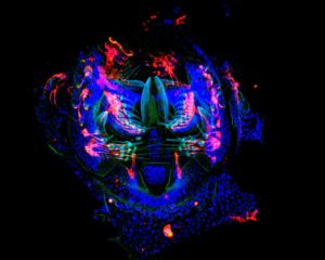 © Olga Nagy – Institute Jacques Mondod, CNRS, Drosophila Evolution Group - ImagoSeine
