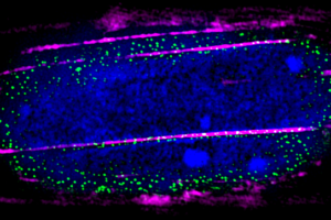 © David Pereira - Laboratoire Matière et Systèmes Complexes - ImagoSeine