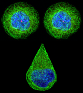© Melina HEUZE – Institut Jacques Monod, CNRS, UMR7592 - ImagoSeine