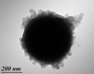 © PETREL Melina - Bordeaux Imaging Center - CNRS, Inserm, université Bordeaux Segalen