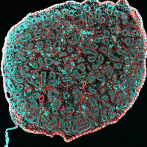 L'immunologie vue du ciel © Noushin Mossadegh & Mailfert Sébastien - CIML - CNRS /INSERM/AMU