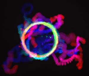 © Melina HEUZE - Institut Jacques Monod, CNRS, UMR7592 - ImagoSeine