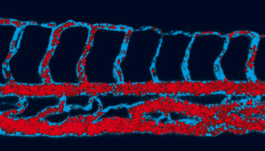 Turquoise and Coral © Dario Donnarumma, Laboratoire Charles Coulomb UMR 5221 CNRS-UM