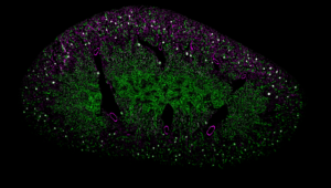 Mice Egg © Mailfert Sébastien - CIML-CNRS-Inserm-AMU