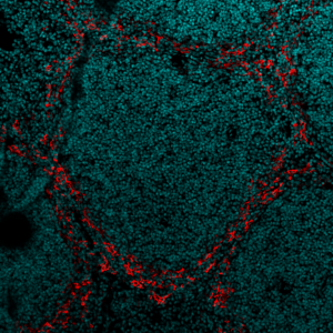 J’y ai mis tout mon cœur ! © Marcello Delfini, CIML CNRS-INSERM-AMU