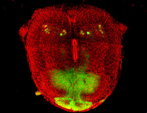 Monkey's Head © Laurence Dubreil-APEX-UMR703 PAnTher INRA Oniris