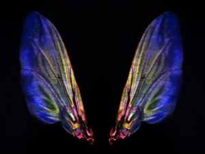 Fly's wings © Morgane Rabineau, Inserm