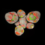 Arabidopsis inflorescence 3 © Nathanaël Prunet, Caltech, Meyerowitz lab