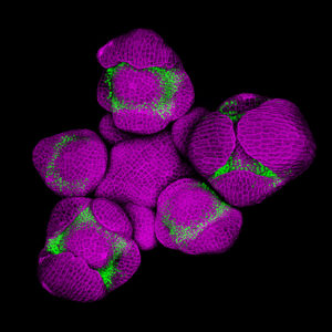 Arabidopsis inflorescence 4 © Nathanaël Prunet, Caltech, Meyerowitz lab