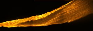 Wood smoking muscle © Orestis Faklaris, Marianne Gervais-Taurel, Institut Jacques Monod