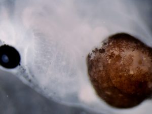 The Embryo Forest 2 © Aude Nommick, IBDM - Marseille University