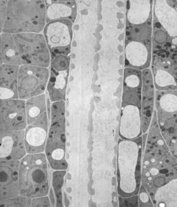 Tracheids and surrounding tissues in Arabidopsis thaliana © Corrado Viotti, Institut de Biologie Moléculaire des Plantes, CNRS, Strasbourg - P. Genschik Lab