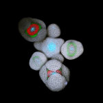 Arabidopsis inflorescence 2 © Nathanaël Prunet, Caltech, Meyerowitz lab