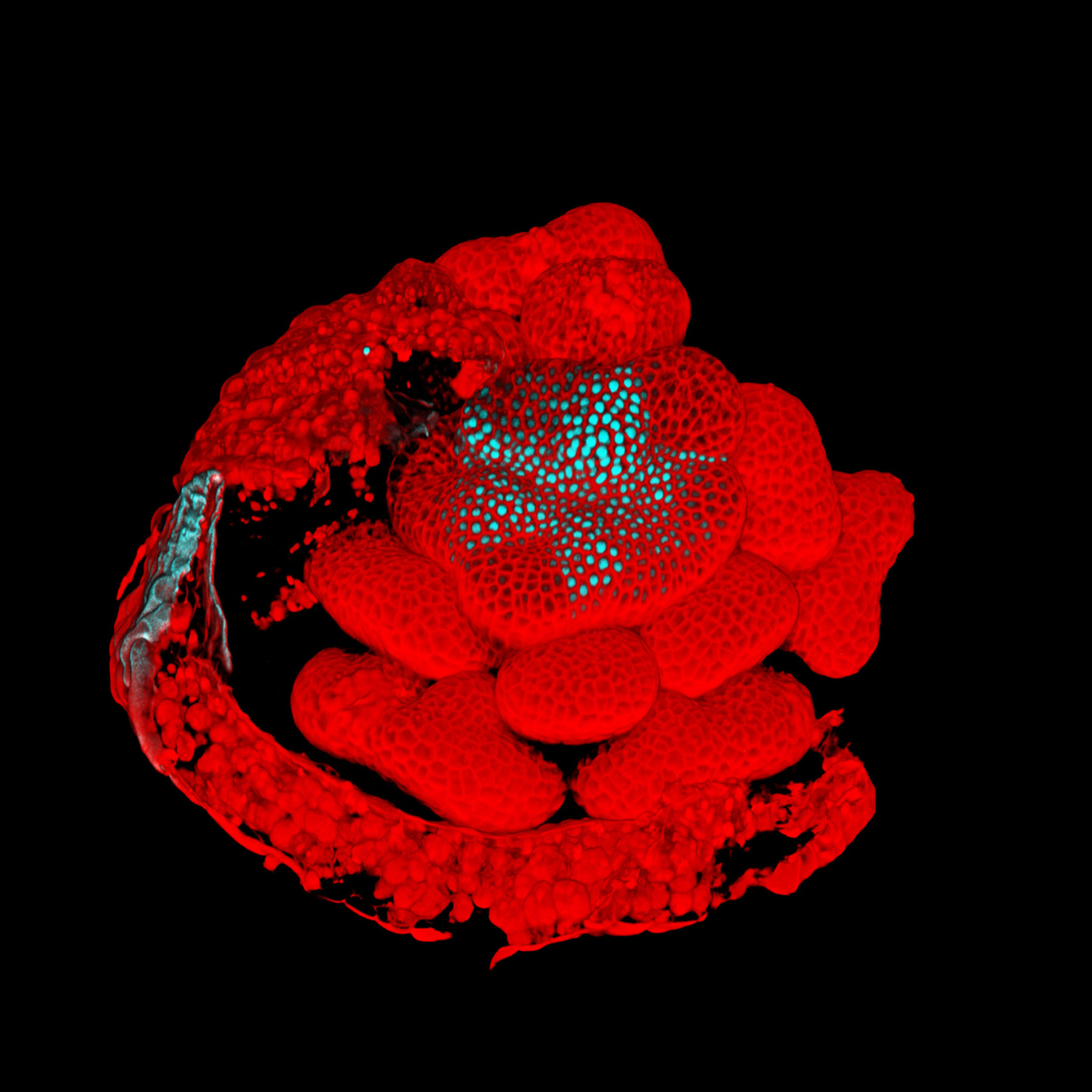 Superman flower © Nathanaël Prunet, Caltech, Meyerowitz lab