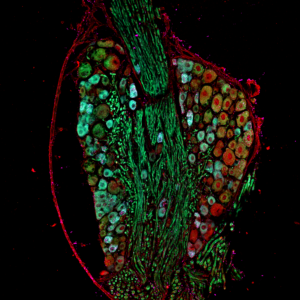 Tree of Life © Mailfert Sébastien & Rossignol Rafaëlle - CIML