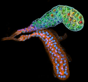 Two salivary glands from Drosophila simulans larva at L3 wandering stage. They have been stained with DAPI and rhodamine phalloidin. The upper gland is reconstructed in 3D on Imaris, nuclei and cells volumes are represented with a color scale from blue to red.