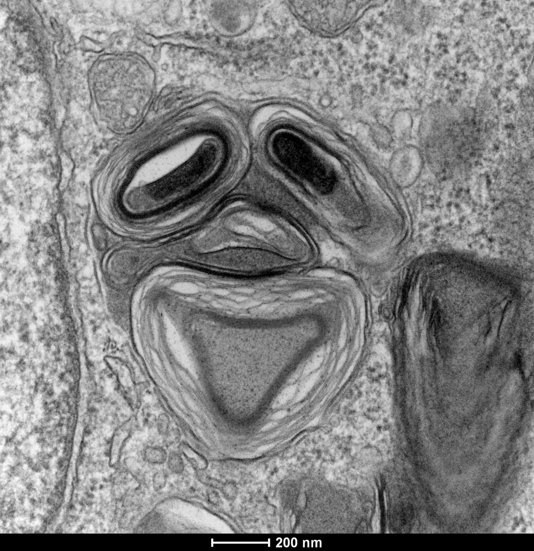 Lamellar structure in a differentiating multiciliated cell observed by transmission electron microscopy with a Tecnai G2 200kV FEI.