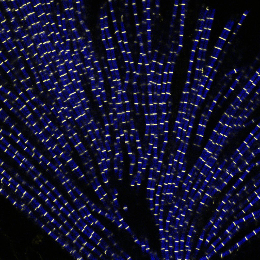 Myofibrils isolated from Drosophila indirect flight muscle labelled with titin (yellow) and actin (blue). Image captured from confocal microscope. We are studying the role of titin protein in muscle mechanics and organisation during development