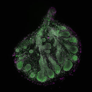 Embryonic murine lacrimal gland (E17), with fluorescent staining showing Actin, Fibronectin, phospho-MLC and nuclei. The acquisition was performed using a confocal microscope Zeiss LSM 980, with a 25X air objective.