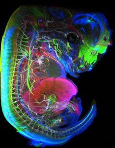 13.5-day-old mouse embryo. Lymphoid cells (blue) pass into the liver to proliferate before migrating through the body to give rise to lymph nodes. Nerve cells (green), blood vessels (white), lymphatic endothelial cells & some macrophages (red).