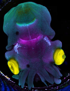 Stage 25 cuttlefish embryo (Sepia officinalis) observed under a confocal microscope. The cuttlefish was cleared and the tissue autofluorescence was captured.