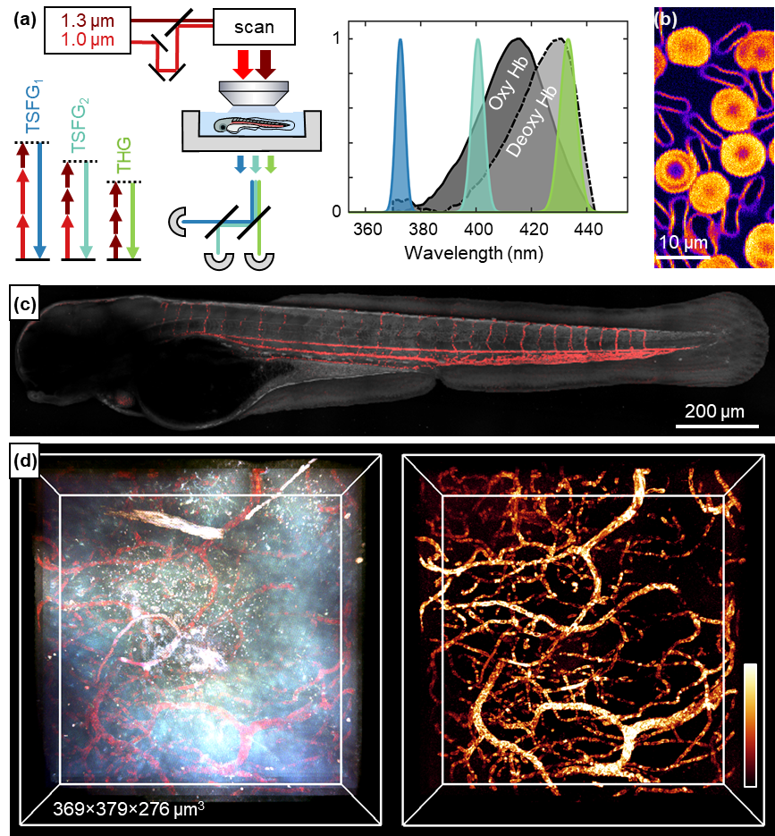 Illustration 3d Du Fond Des Globules Rouges, Caillot Sanguin. Concept  Microbiologique Scientifique Et Médical. Enrichissement En Oxygène Et  Nutriments Importants. Transfert D'éléments Importants Dans Le Sang. Banque  D'Images et Photos Libres De