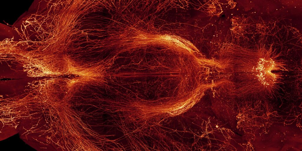 FBIAT 2024 “LightSheet Microscopy Principle and Applications to